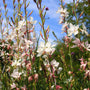 towering gaura whirling butterflies plant white summer blooms