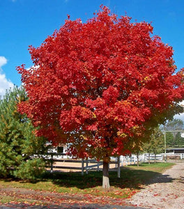 Red Sunset Maple Tree