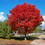 Brilliant orange-red Red Sunset Red Maple foliage in an autumn landscape