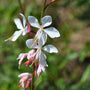 close up view of white to pink blooms on gaura whirling butterflies plant