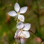 close up view of white to pink blooms on gaura whirling butterflies plant