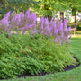 Purple Candles Astilbe with tall violet purple plumes in a moist shade garden