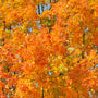 close up view of vibrant orange leaves of sugar maple tree