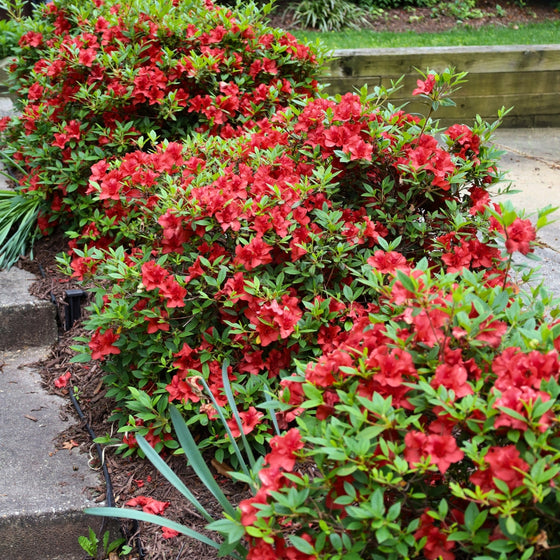 row of hershey red azalea shrubs full of red blooms lining a walkway