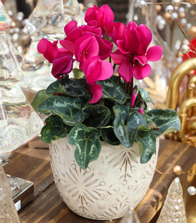 Purple Cyclamen