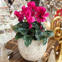 gorgeous blooming purple cyclamen in white christmas pot on holiday display
