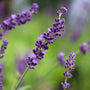 close up lavender hidcote blooms