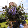ajuga black scallop purple blooming groundcover plant