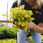 creeping jenny perfect spiller for container gardens vibrant chartreuse foliage