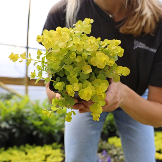 creeping jenny perfect spiller for container gardens vibrant chartreuse foliage