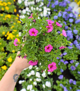 Hot Pink Calibrachoa
