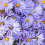 Close-up of blue flowers with yellow centers on Aster Bluebird
