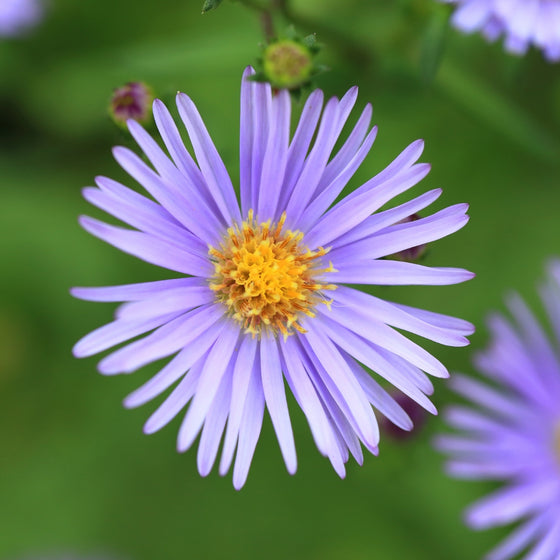 Close up of Aster Bluebird flower