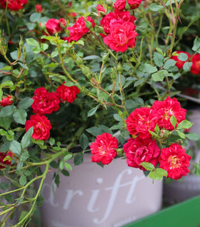 Red Drift® Rose