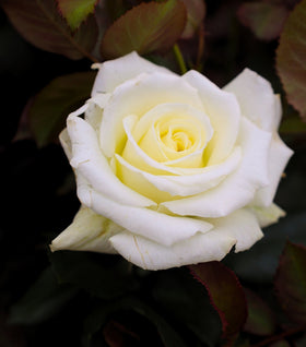 Pope John Paul II Rose
