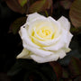 close up shot of creamy white florist rose of pope john paul rose atop deep maroon foliage