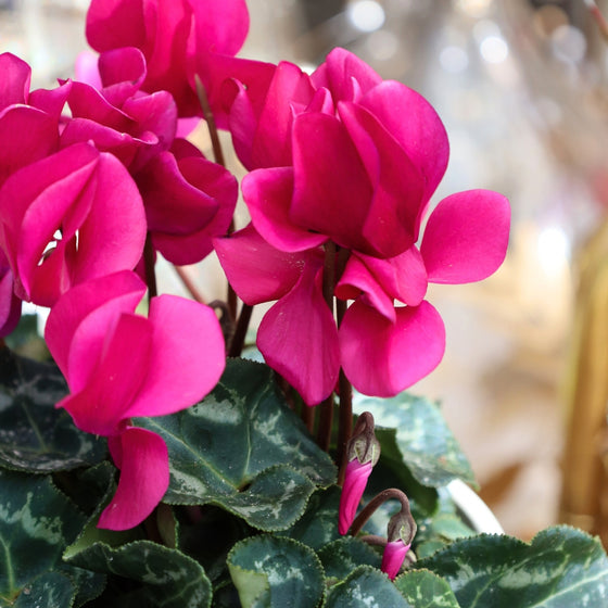 close up view of stunning magenta blooms on purple cyclamen holiday plant