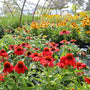 Echinacea Sombrero Salsa Red in our nursery