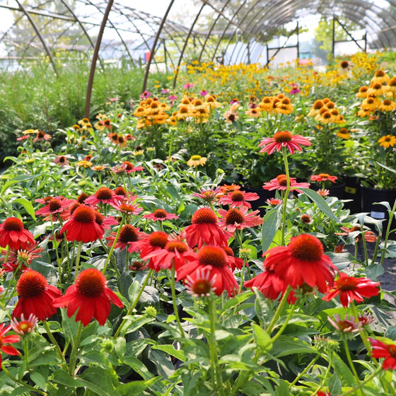 Echinacea Sombrero Salsa Red in our nursery