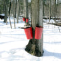 maple syrup taps used to harvest maple syrup from the sugar maple tree