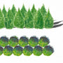 Designers sketch for Arborvitae Green Giant