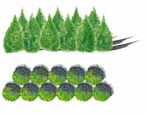 Designers sketch for Arborvitae Green Giant