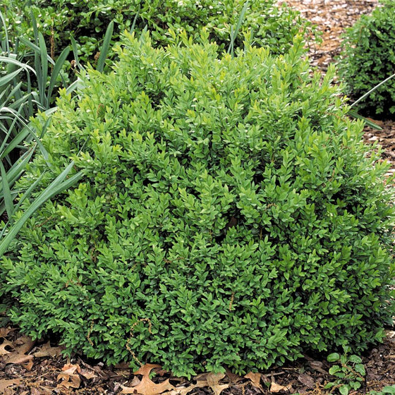 North Star® Boxwood showing compact rounded evergreen growth in a foundation planting