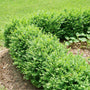 Dwarf North Star Boxwood used as a low hedge along a walkway