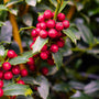 close up view of the vibrant red berries and evergreen foliage on christmas jewel holly