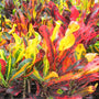 Colorful croton plants with red, yellow, and green leaves.
