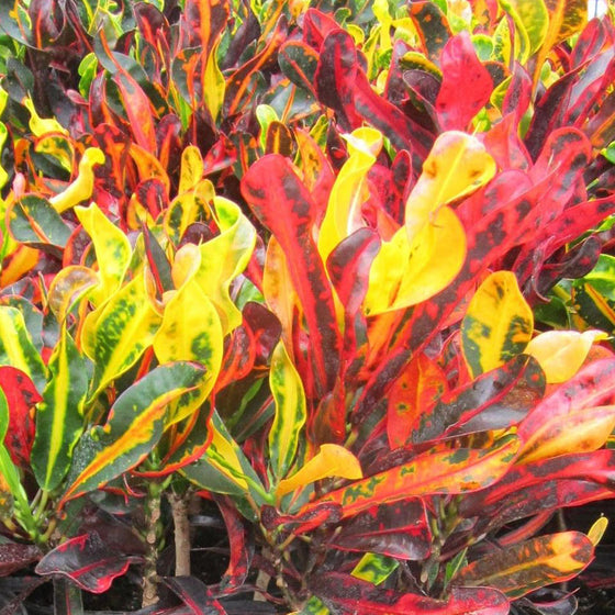 Colorful croton plants with red, yellow, and green leaves.