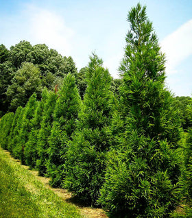 Yoshino Japanese Cedar