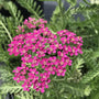 Achillea Oertel’s Rose blooming with deep rose-pink yarrow flowers