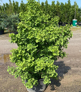 Spring Grove Dwarf Ginkgo Tree