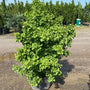 Spring Grove Ginkgo Tree showing dwarf upright habit and dense branching