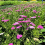Drought tolerant Achillea millefolium Oertel’s Rose planted with grasses and salvia
