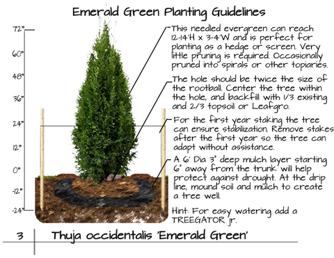 Planting Guide for Emerald Green Arborvitae