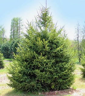 Black Hills Spruce