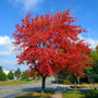 scarlet red fall color maple tree planted along a roadway