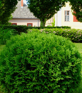 Little Giant Arborvitae