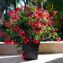 Sun Parasol® Giant Crimson Mandevilla in black planter patio plant