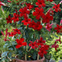 close up of giant red mandevilla blooms tropical patio plant