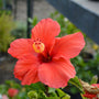 close up of bloom on president red hibiscus coral colored tropical patio plant