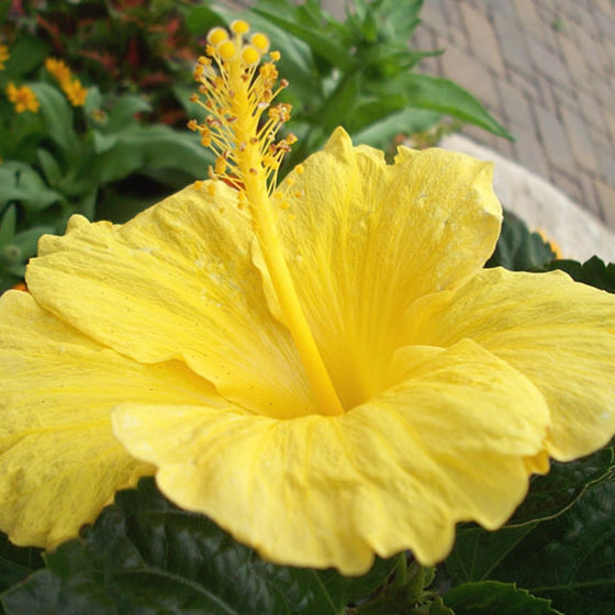 close up of fort meyers yellow hibiscus bloom