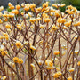 Edgeworthia chrysantha