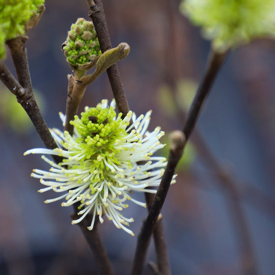 close up view of unique blooms on fothergilla mount airy plant