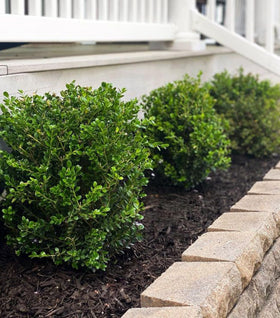 Green Velvet Boxwood