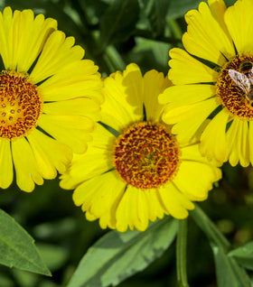 Helenium Sombrero