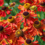 Close-up of vibrant red and orange flowers with brown centers against a blurred green background