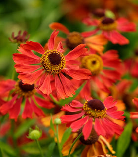 Helenium Mariachi Salsa
